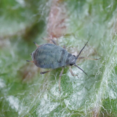 Dysaphis anthrisci
