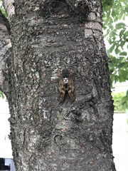 Graptopsaltria nigrofuscata