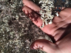 Atriplex crenatifolia