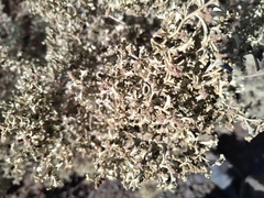 Atriplex crenatifolia