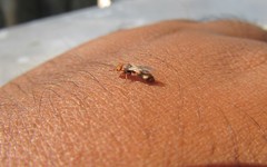 Cephalotes umbraculatus