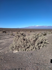 Atriplex crenatifolia