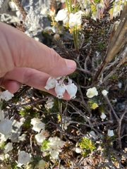 Erica calcareophila