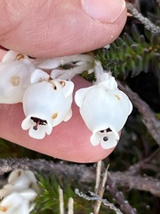 Erica calcareophila