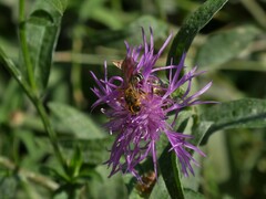Halictus sexcinctus