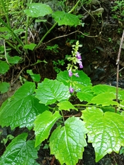 Salvia acerifolia