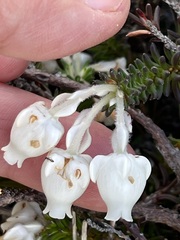Erica calcareophila
