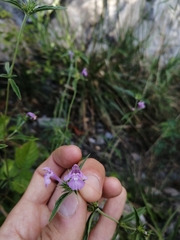Galeopsis angustifolia