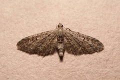Eupithecia nanata