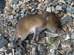 Clethrionomys gapperi