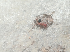 Cataglyphis nodus