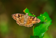 Erynnis horatius