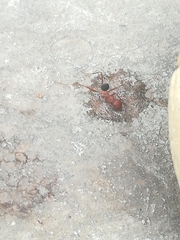 Cataglyphis nodus