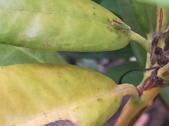 Graphocephala fennahi