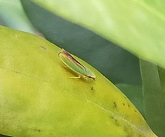 Graphocephala fennahi