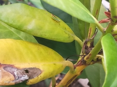 Graphocephala fennahi