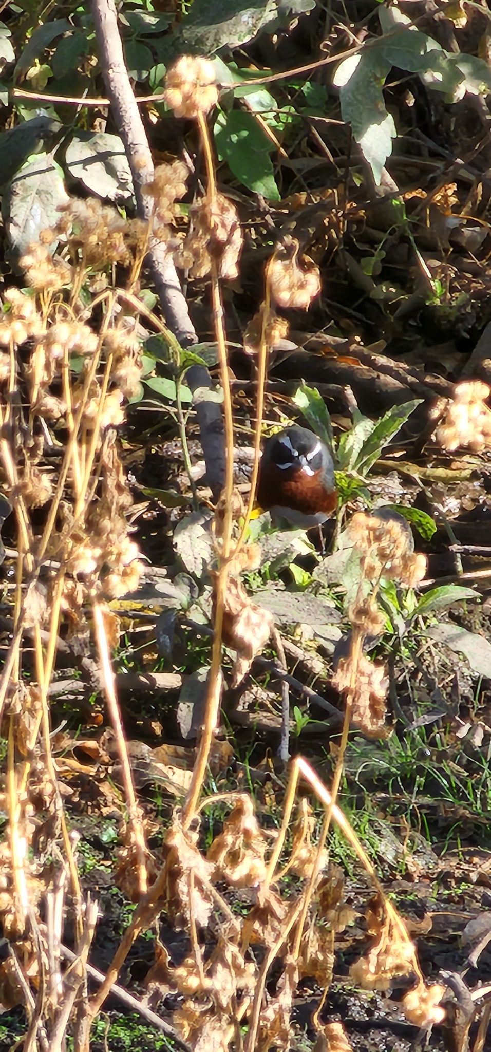 Black-and-chestnut Warbling Finch illustration