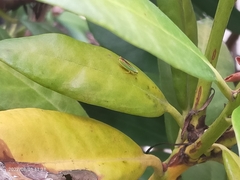 Graphocephala fennahi