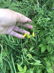 Lathyrus pratensis