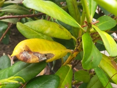 Graphocephala fennahi