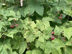 Rubus odoratus