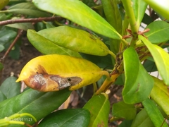 Graphocephala fennahi