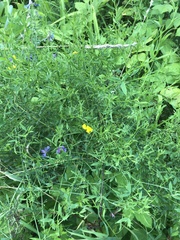 Lathyrus pratensis