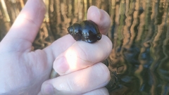 Viviparus contectus