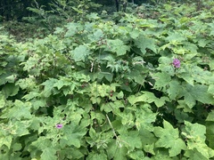 Rubus odoratus