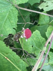 Rubus odoratus