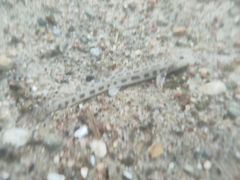 Cobitis taenia