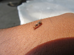 Cephalotes umbraculatus