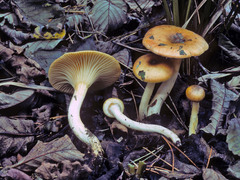 Hygrophorus boyeri