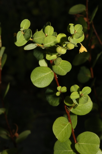 Image of Phyllanthopsis phyllanthoides by (c) Reid Hardin, some rights reserved (CC BY)