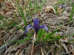 Iris uniflora
