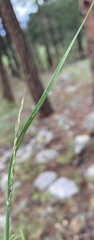 Muhlenbergia montana