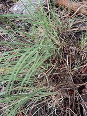 Muhlenbergia montana