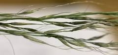 Muhlenbergia montana