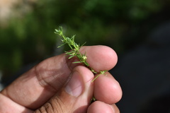 Galium microphyllum