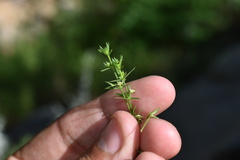 Galium microphyllum
