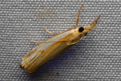 Crambus agitatellus