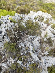 Erica calcareophila