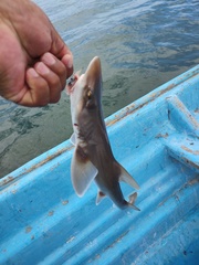 Mustelus