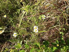 Aphanostephus ramosissimus