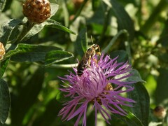 Halictus sexcinctus