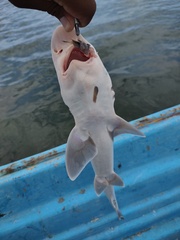 Mustelus