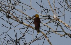 Psarocolius bifasciatus