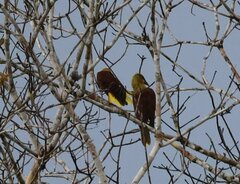 Psarocolius bifasciatus