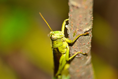 Schistocerca alutacea