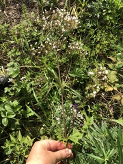 Valeriana officinalis
